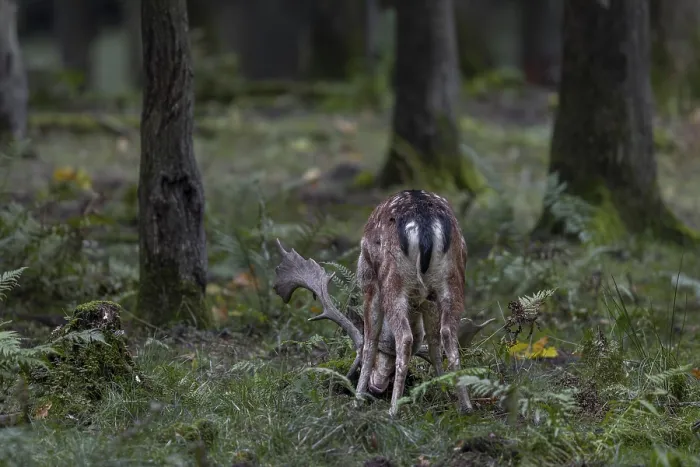 Framed Print : A fallow deer (Dama dama) forking the forest floor with its antlers Framed Print : A fallow deer (Dama dama) forking the forest floor with its antlers