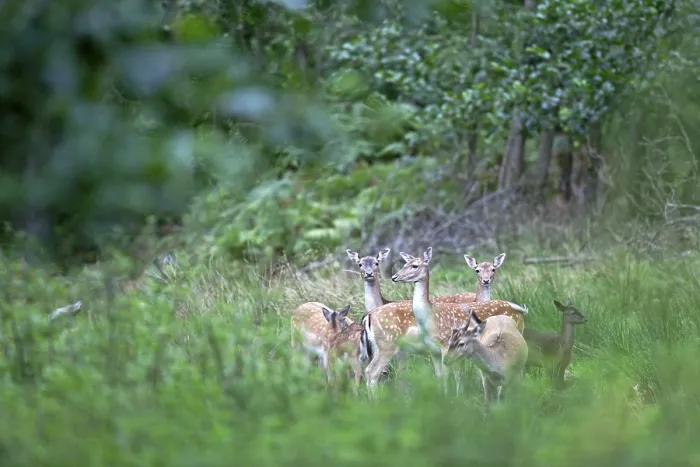 Framed Print : Fallow deer (Dama dama) are frequently kept in parks and outdoor enclosures throughout Europe