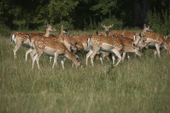 Framed Print : Fallow Deer (Dama dama), herd of does in summer Framed Print : Fallow Deer (Dama dama), herd of does in summer