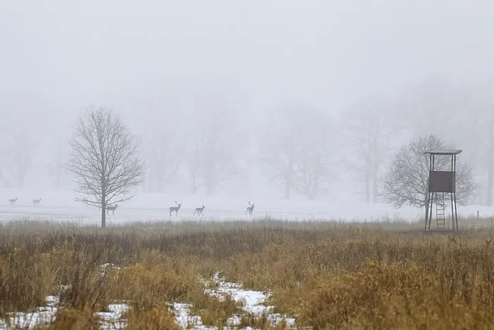 Framed Print : Fallow deer (Dama dama) herd foraging in field in front of hunting blind in winter