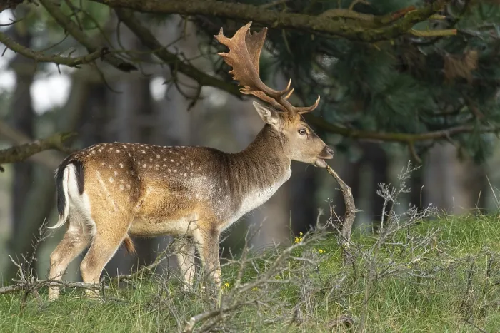 Framed Print : Fallow deer (dama dama), male, deer