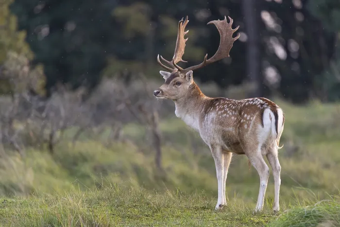 Framed Print : Fallow deer (dama dama), male, deer