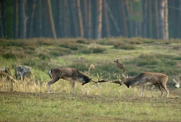 Framed Print : Fallow deer (Dama dama), ranking fights