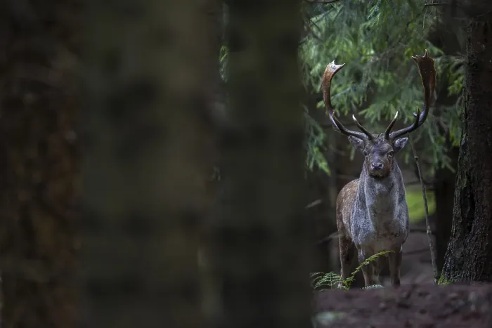 Framed Print : A fallow deer (Dama dama) at its rutting place