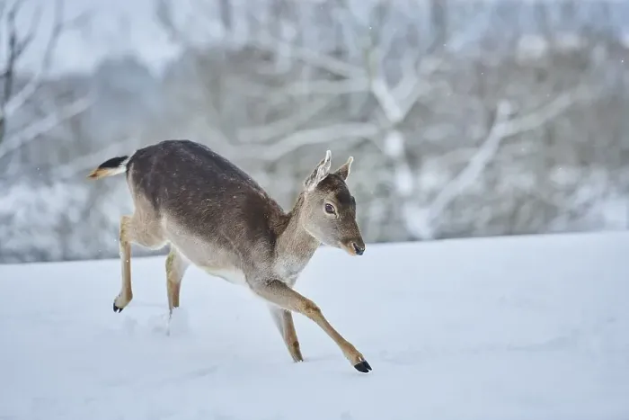 Framed Print : Fallow deer (Dama dama) on a snowy meadow