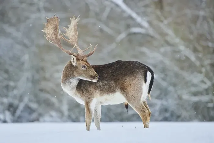 Framed Print : Fallow deer (Dama dama) on a snowy meadow