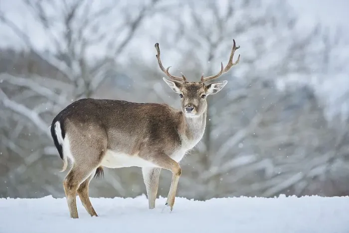 Framed Print : Fallow deer (Dama dama) on a snowy meadow