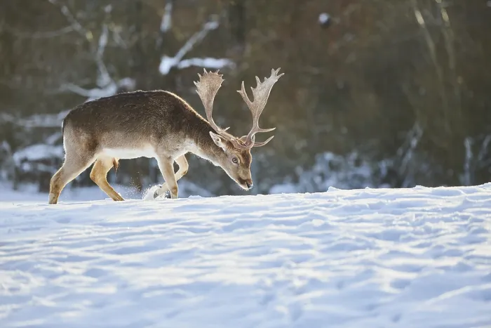 Framed Print : Fallow deer (Dama dama) on a snowy meadow Framed Print : Fallow deer (Dama dama) on a snowy meadow