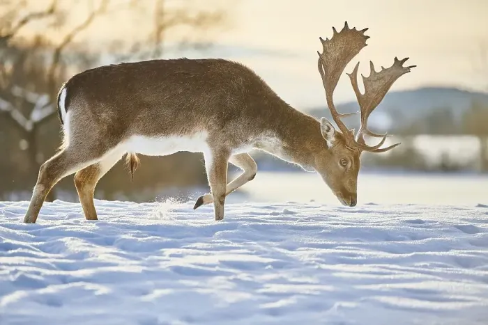 Framed Print : Fallow deer (Dama dama) stag on a snowy meadow Framed Print : Fallow deer (Dama dama) stag on a snowy meadow