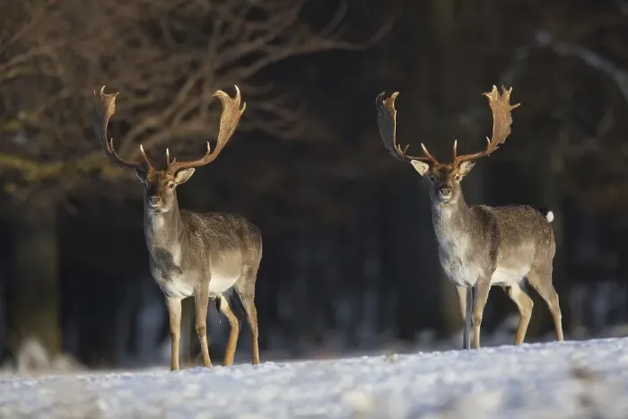 Framed Print : Fallow deer (Dama dama) stags in forest in the snow in winter