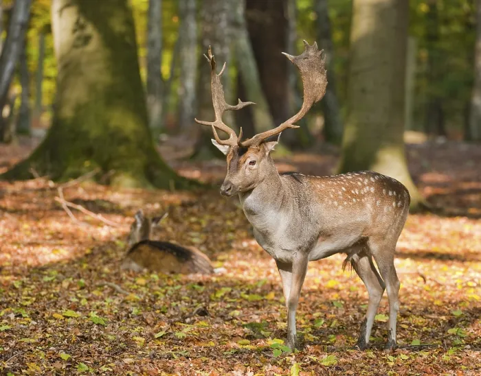 Framed Print : Fallow Deer (Dama dama) standing in a forest Framed Print : Fallow Deer (Dama dama) standing in a forest