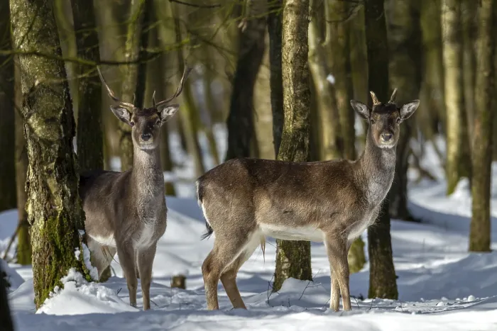 Framed Print : Fallow deer (Dama dama) in the winter forest
