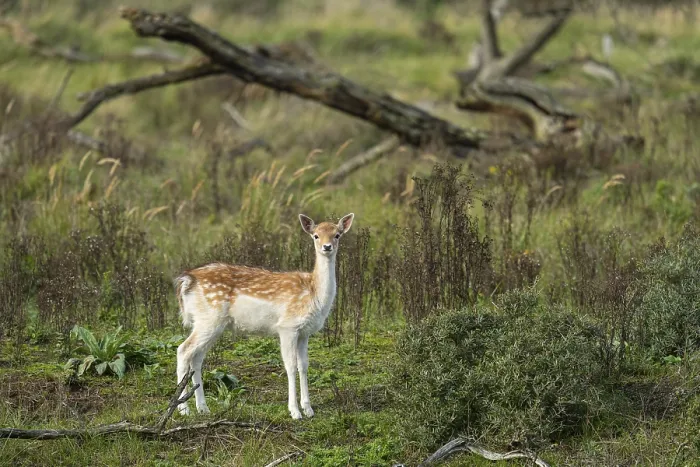Framed Print : Fallow deer (dama dama), Zandvoort