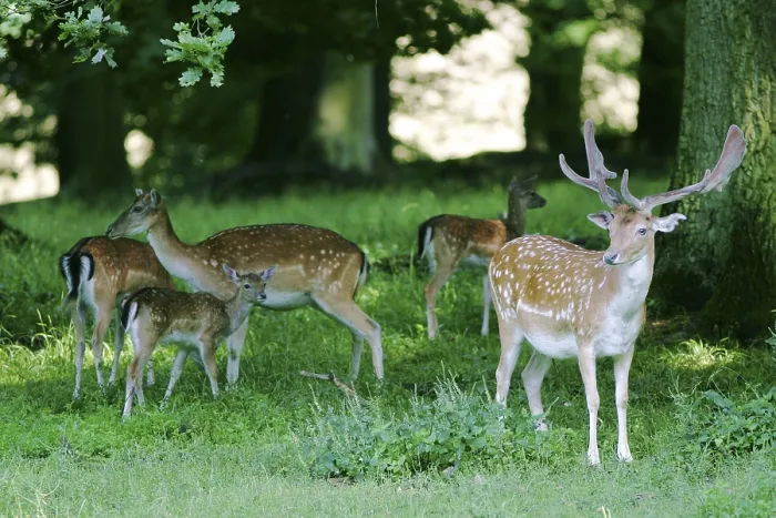 Framed Print : Fallow deer with herd, captive Framed Print : Fallow deer with herd, captive