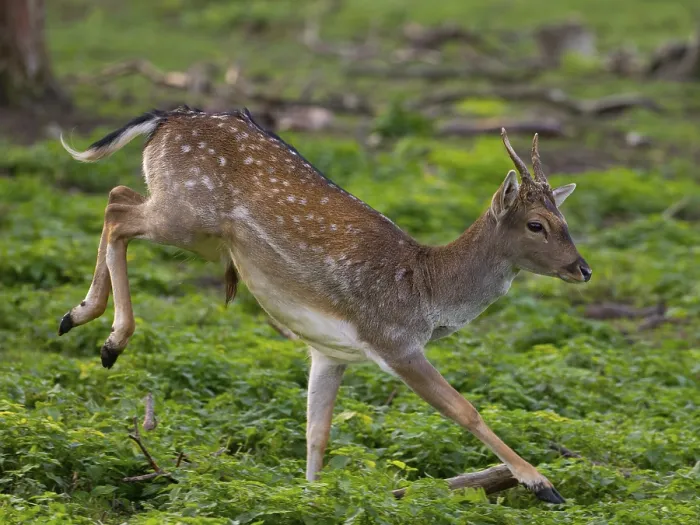 Framed Print : A fallow deer jumping, North Rhine-Westphalia Framed Print : A fallow deer jumping, North Rhine-Westphalia