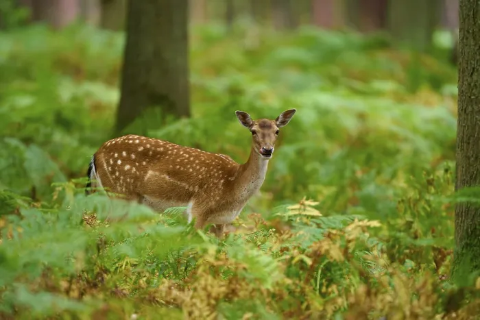 Framed Print : A fallow deer looks calmly through the lush green of the forest Framed Print : A fallow deer looks calmly through the lush green of the forest