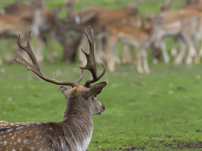 Framed Print : Fallow deer near the pack, North Rhine-Westphalia