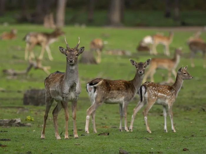 Framed Print : Fallow deer with pack, North Rhine-Westphalia