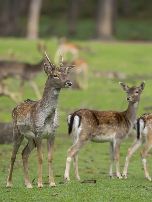 Framed Print : Fallow deer with pack, North Rhine-Westphalia