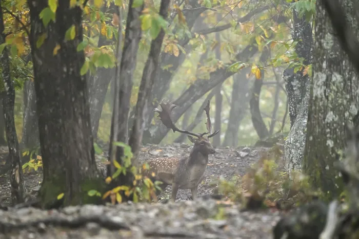 Framed Print : A fallow deer stands in a misty autumn forest surrounded by tall trees and colorful leaves