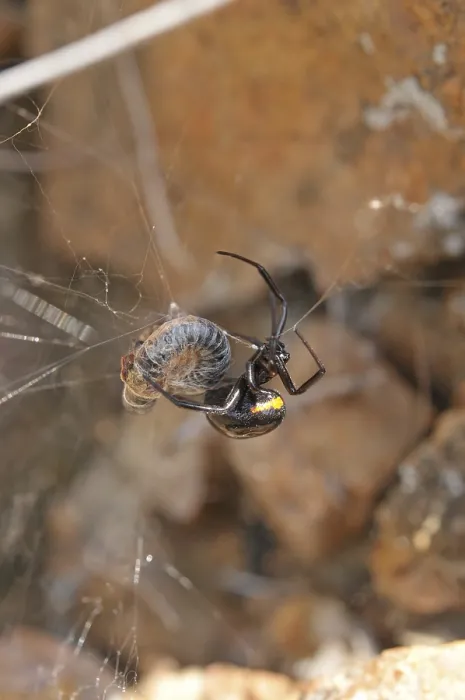 Framed Print : False black widow (Steatoda paykulliana)