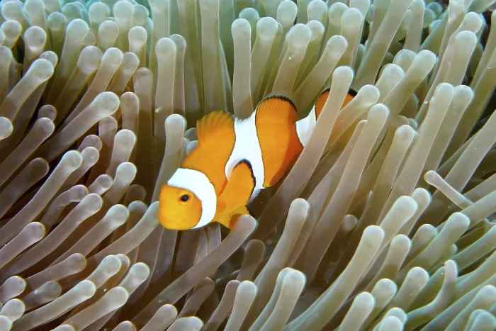 Framed Print : A false clownfish (Amphiprion ocellaris) snakes through the tentacles of a sea anemone