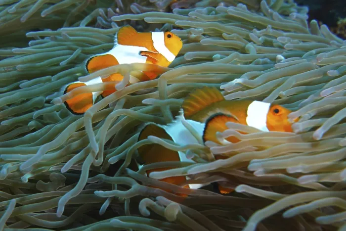 Framed Print : Two false clownfish (Amphiprion ocellaris) swim safely in the tentacles of a sea anemone
