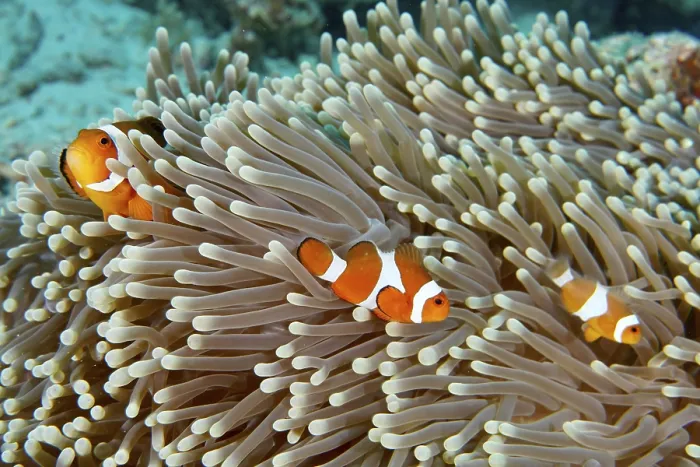 Framed Print : Three false clownfish (Amphiprion ocellaris) between the tentacles of a sea anemone Framed Print : Three false clownfish (Amphiprion ocellaris) between the tentacles of a sea anemone