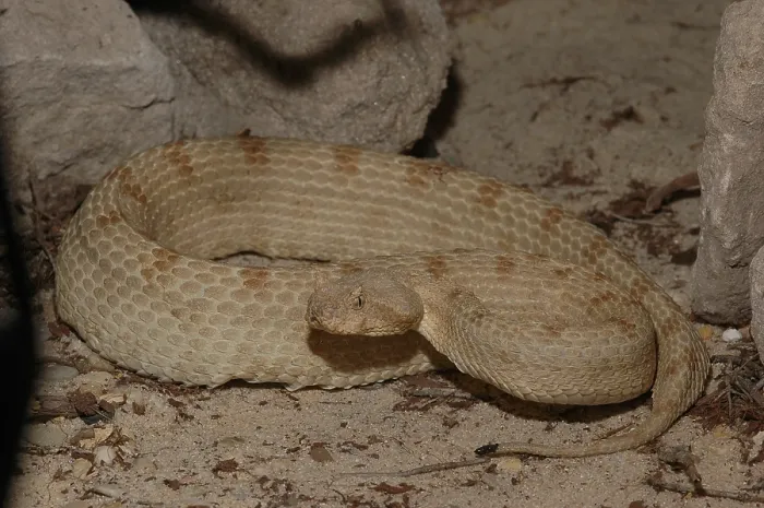 Framed Print : False horned viper (Pseudocerastes fieldii)
