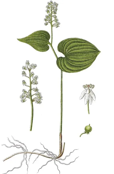 Framed Print : False lily of the valley or May lily (Maianthemum bifolium) Framed Print : False lily of the valley or May lily (Maianthemum bifolium)
