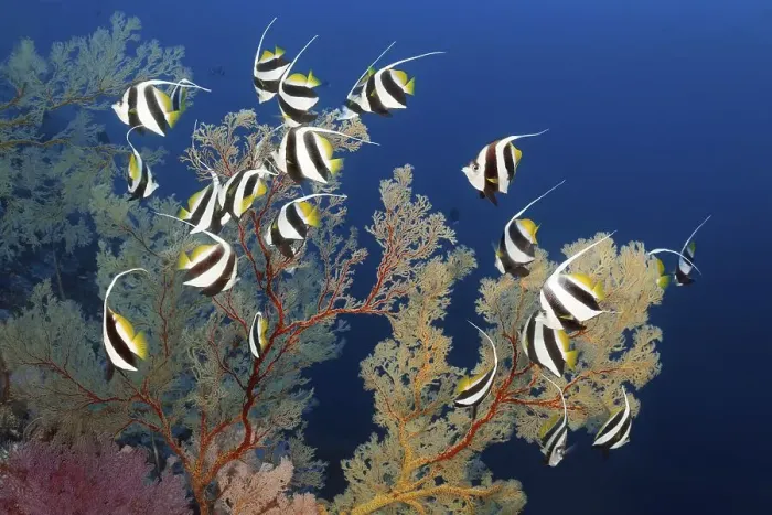 Framed Print : False moorish idol (Heniochus diphreutes) swimming off Melithaea Gorgonian (Melilthaea sp) Framed Print : False moorish idol (Heniochus diphreutes) swimming off Melithaea Gorgonian (Melilthaea sp)