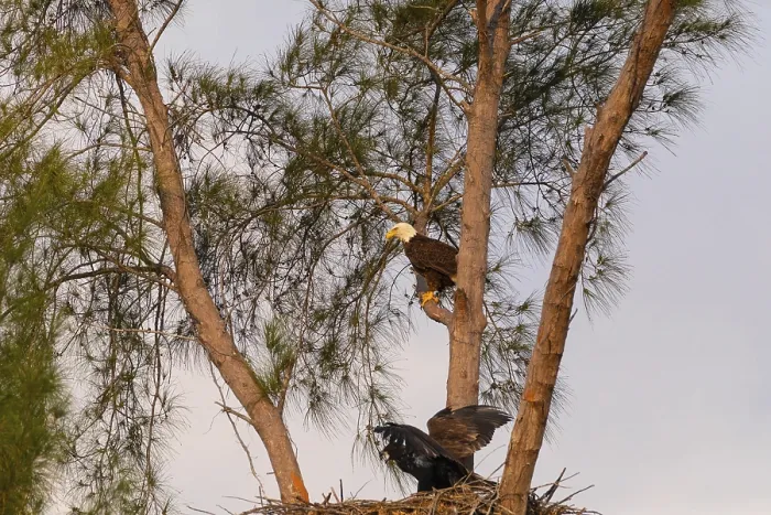 Framed Print : Family of bald eagle Haliaeetus leucocephalus parents with their nest of chicks on Marco Island Framed Print : Family of bald eagle Haliaeetus leucocephalus parents with their nest of chicks on Marco Island