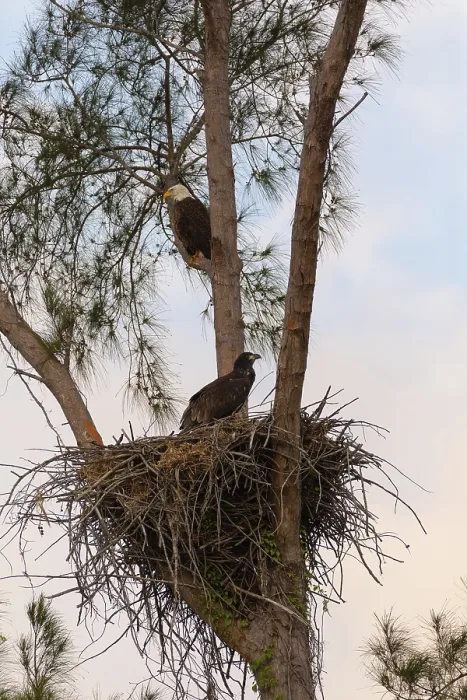 Framed Print : Family of bald eagle Haliaeetus leucocephalus parents with their nest of chicks on Marco Island