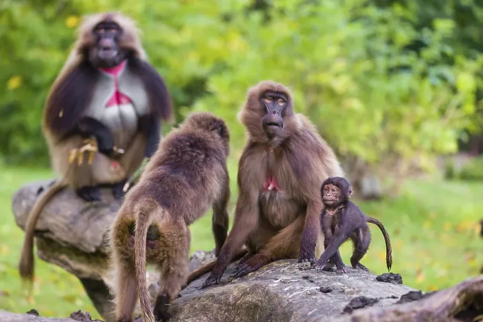 Framed Print : Family of Gelada (Theropithecus gelada) Framed Print : Family of Gelada (Theropithecus gelada)