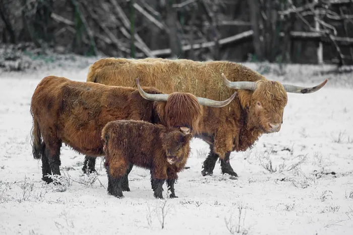 Framed Print : A family of Highland cattle (Bos primigenius)
