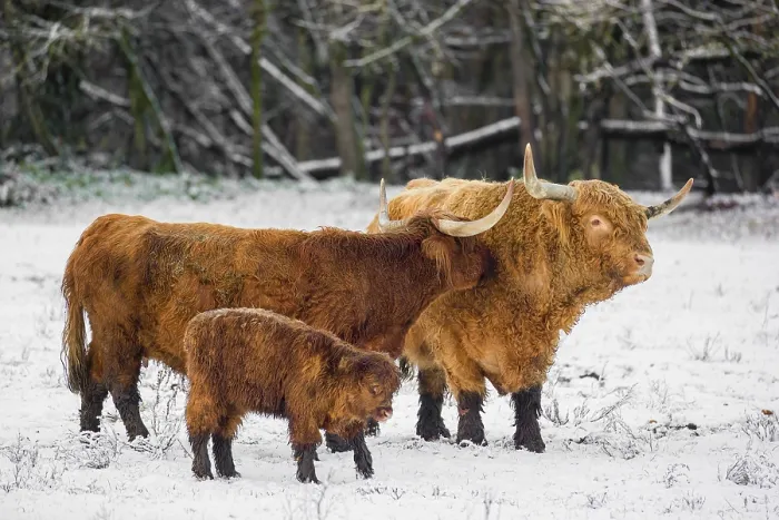 Framed Print : A family of Highland cattle (Bos primigenius) Framed Print : A family of Highland cattle (Bos primigenius)