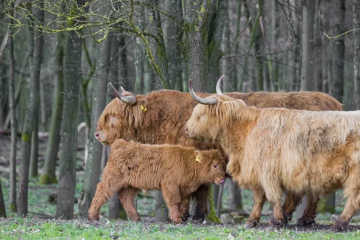Framed Print : A family of Highlands (Bos (primigenius) Framed Print : A family of Highlands (Bos (primigenius)