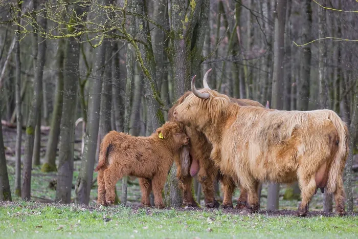 Framed Print : A family of Highlands (Bos (primigenius) Framed Print : A family of Highlands (Bos (primigenius)