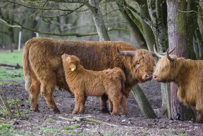 Framed Print : A family of Highlands (Bos (primigenius)