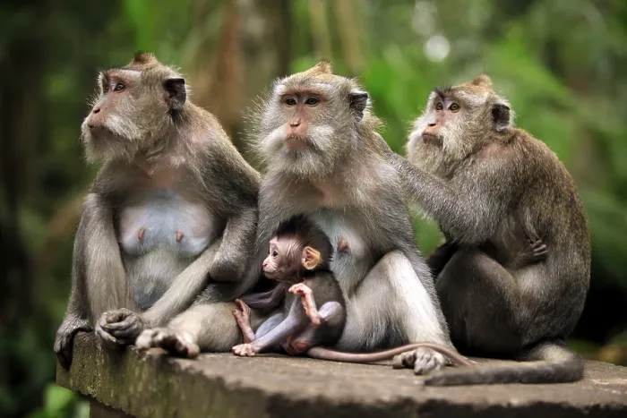 Framed Print : Family of monkeys. Bali a zoo. Indonesia