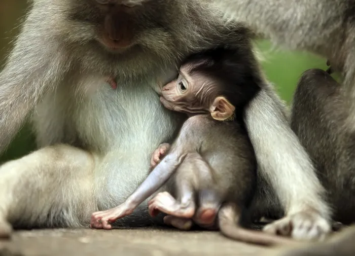 Framed Print : Family of monkeys. Monkeys forest on Bali