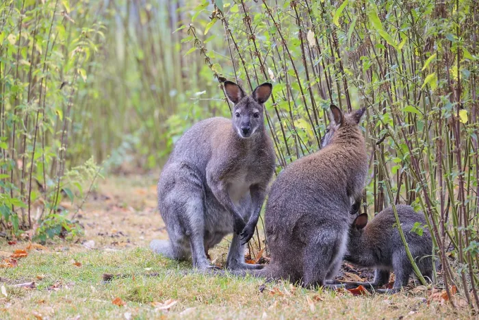 Framed Print : A family of red-necked wallaby (Macropus rufogriseus) sits on a cloudy day amidst tall