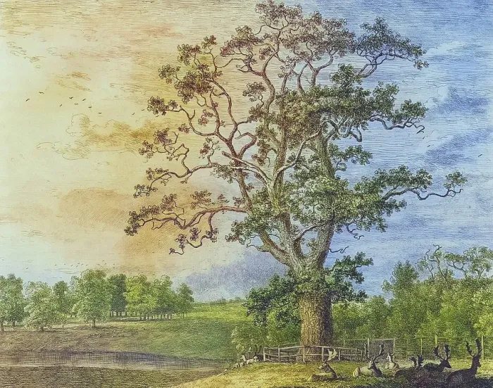 Framed Print : Famous old trees, The Beggar's Oak was a large tree that stood on the Bagot Estate near Abbots Bromley and was a meeting place for walkers. It was thought to be around 1000 years old when it had to be removed in the 1940s