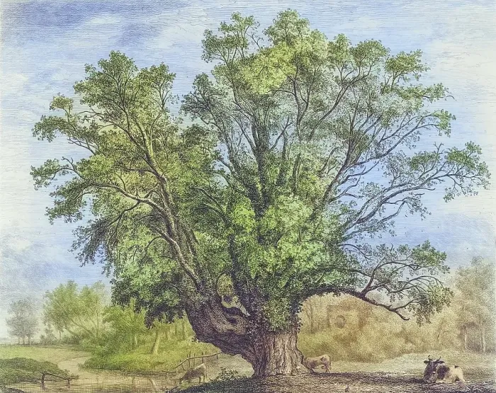 Framed Print : Famous Old Trees, The Abbot's Willow, England, Historical, digitally restored reproduction from a 19th century original, coloured, Record date not stated