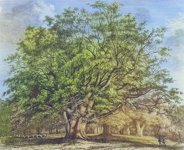 Framed Print : Famous old trees, The Beech of Knole, England, Historical, digitally restored reproduction from a 19th century original, coloured, Record date not stated Framed Print : Famous old trees, The Beech of Knole, England, Historical, digitally restored reproduction from a 19th century original, coloured, Record date not stated
