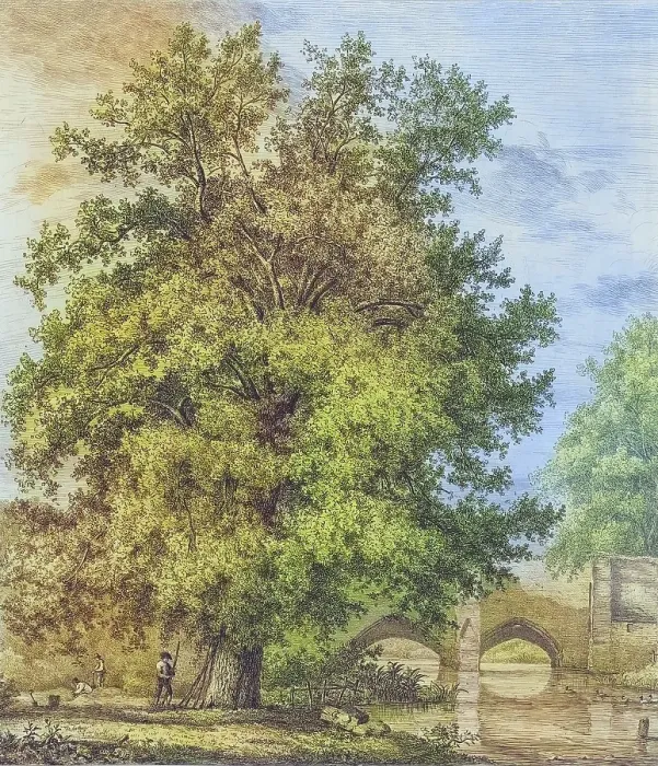 Framed Print : Famous old trees, The Black Poplar in Bury St. Edmund's, England, Historical, digitally restored reproduction from a 19th century original, coloured, Record date not stated