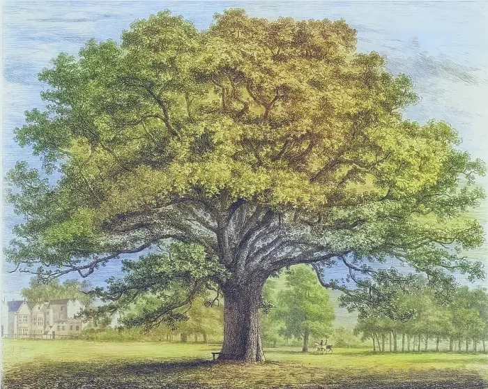 Framed Print : Famous old trees, The Borders - Oak in the Park, England, Historical, digitally restored reproduction from a 19th century original, coloured, Record date not stated Framed Print : Famous old trees, The Borders - Oak in the Park, England, Historical, digitally restored reproduction from a 19th century original, coloured, Record date not stated