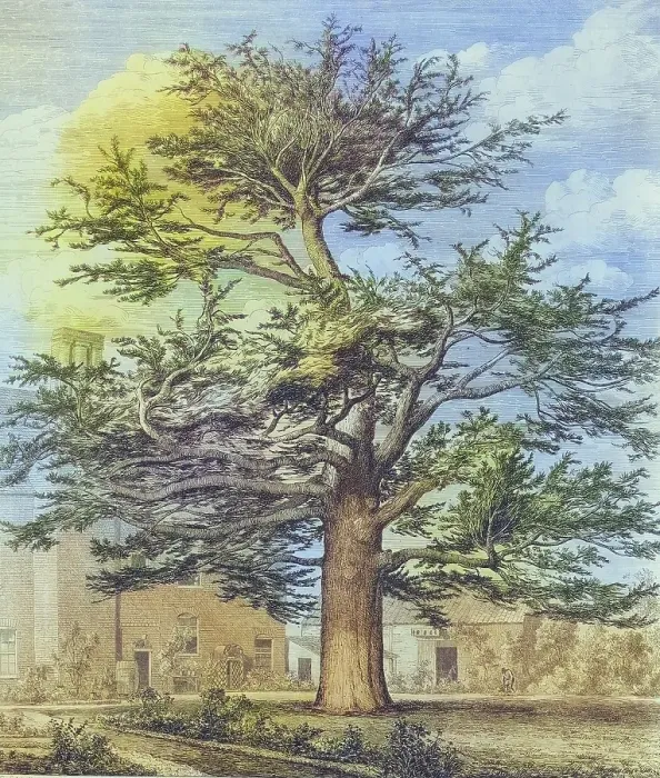 Framed Print : Famous old trees, The Cedar of Enfield, England, Historical, digitally restored reproduction from a 19th century original, coloured, Record date not stated Framed Print : Famous old trees, The Cedar of Enfield, England, Historical, digitally restored reproduction from a 19th century original, coloured, Record date not stated