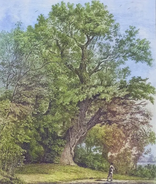 Framed Print : Famous old trees, The Chipstead Elm, North East Surrey, England, Historic, digitally restored reproduction from a 19th century original, coloured, Record date not stated