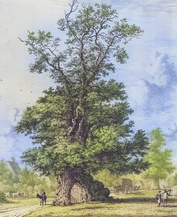 Framed Print : Famous old trees, The Crawley elm tree in Sussex, The elm tree that stood on the Green had an opening on the south side that led into a hollow trunk, England, Historical, Digitally restored reproduction from a 19th century original, coloured